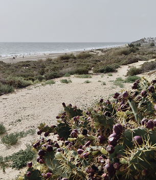 COSTA CALMA