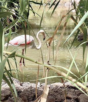 OASIS WILDLIFE