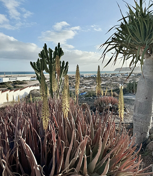 Plantacje aloesu
